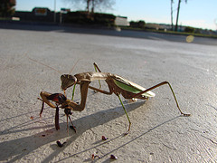 Praying mantis eating cricket