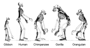 Modification of Image:Huxley - Mans Place in N...