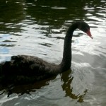 The Black Swan